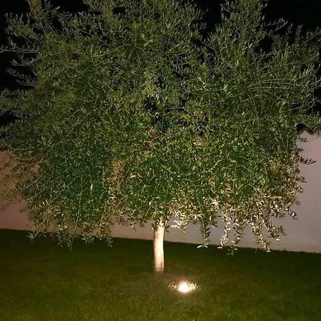 Puntižela-patty Pola