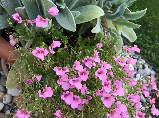 Puntizela-patty * Pula